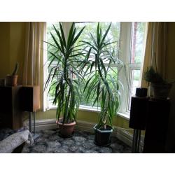 2 Large about 7 Foot Indoor Corn Plant Weymouth