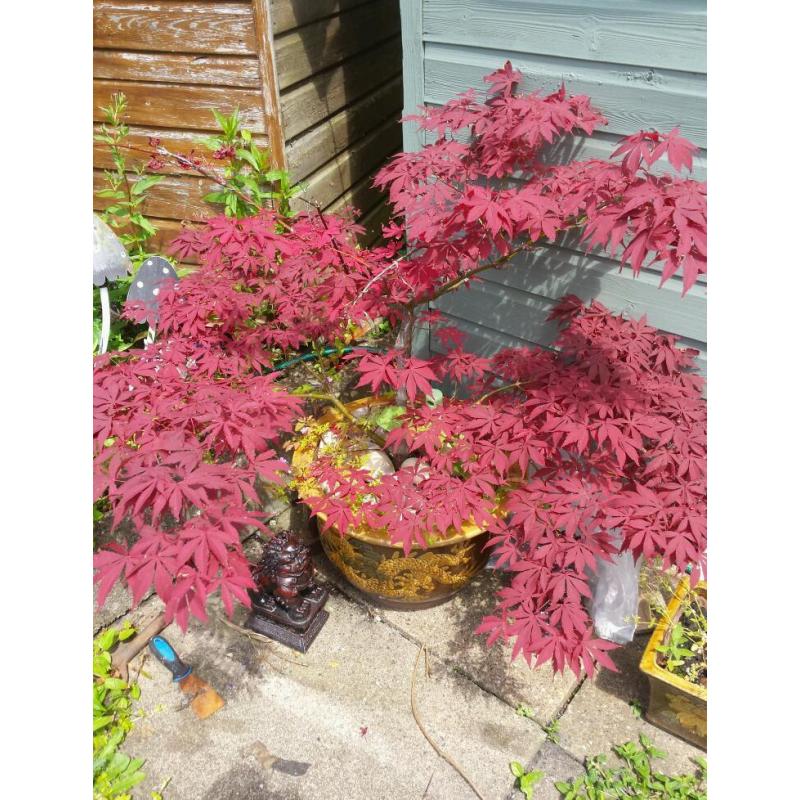 Acer tree in oriental pot