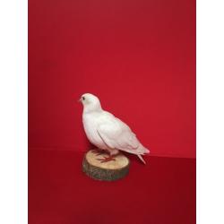 Gorgeous taxidermy White dove clean