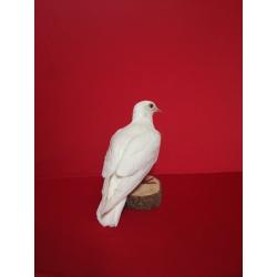 Gorgeous taxidermy White dove clean