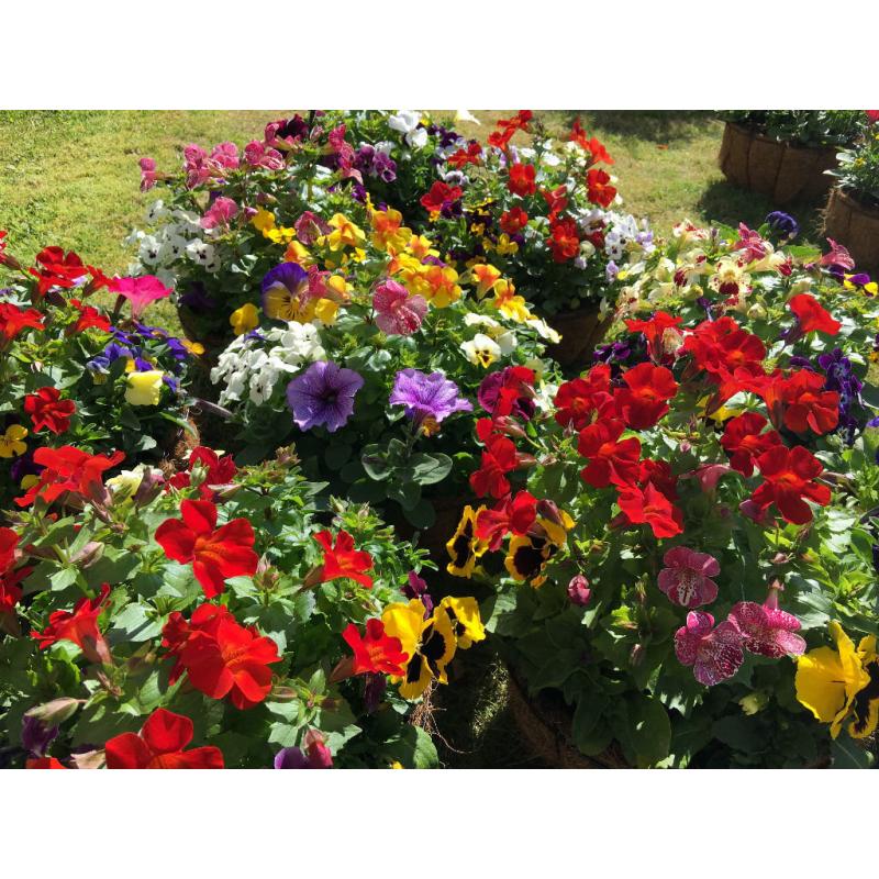 2 x Large Flower Hanging Baskets - Pansy - Petunia - Mimulus - Viola - 15" Width - 19" Height