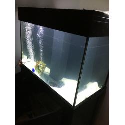 Large black marine aquarium with sump