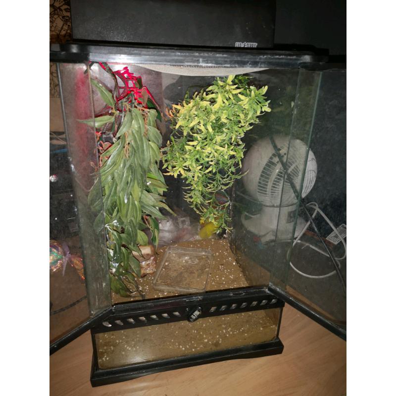 Vivarium whole set up for small reptile