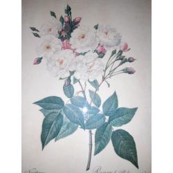 Pair of framed rose prints